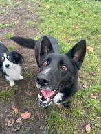 Asha herder teefje 1,5 jaar., Dieren en Toebehoren, Honden | Herdershonden en Veedrijvers, Particulier, Rabiës (hondsdolheid)