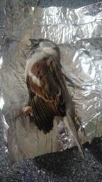 Overleden vogel om op te zetten taxidermie, Ophalen