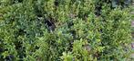 Ilex Crenata / Japanse Hulst 30 stuks, Bloeit niet, Halfschaduw, Overige soorten, Minder dan 100 cm