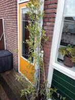 Olijfboom in pot +/- 210cm  + winterhoes!, Ophalen, Volle zon, Vaste plant, Bloeit niet
