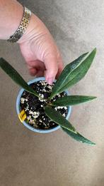 Hoya Sulawesiana, Ophalen of Verzenden, Overige soorten, Minder dan 100 cm