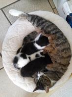Kittens (mannetjes) te koop!, Dieren en Toebehoren, Katten en Kittens | Overige Katten, Kortharig, 0 tot 2 jaar, Kater