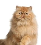 Bloedgeile dekkater te koop, Dieren en Toebehoren, Katten en Kittens | Raskatten | Langhaar, Poes