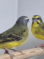 2 Mozambique sijsjes  poppen geringd 2024, Dieren en Toebehoren, Vogels | Overige Vogels, Vrouwelijk, Geringd