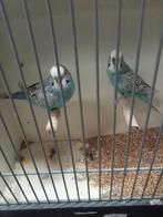 Diverse melanstic grasparkieten, Dieren en Toebehoren, Meerdere dieren, Parkiet