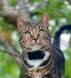 GPS Tracker kat met veilig Rogz halsbandje geen abonnement, Dieren en Toebehoren, Katten-accessoires, Ophalen of Verzenden