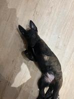 Belgisch/Nederlands herder hond, November, Vrouwelijk