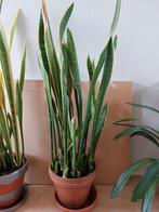 Sanseveria, Huis en Inrichting, Kamerplanten, Ophalen of Verzenden, Halfschaduw, Minder dan 100 cm