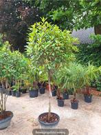 Glansmispel, photinia red robin, Tuin en Terras, Ophalen, Lente, Halfschaduw
