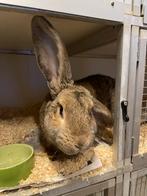 Vlaamse reus dekram 6 mnd, Dieren en Toebehoren, Konijnen, Mannelijk, Groot
