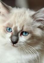 100% Ragdoll kittens, Dieren en Toebehoren, Katten en Kittens | Raskatten | Langhaar, Meerdere dieren, Gechipt, 0 tot 2 jaar