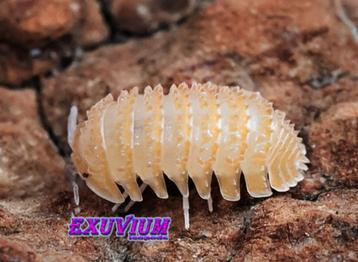 Cristarmadillidium muricatum pissebedden / isopods beschikbaar voor biedingen
