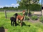 alpaca merrie, Dieren en Toebehoren, Overige Dieren, Vrouwelijk, Voor 1 juli 2024