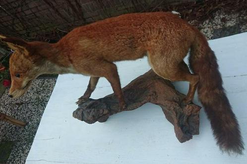 Prachtig realistische opgezette vos met houten pronksatief, Verzamelen, Dierenverzamelingen, Zo goed als nieuw, Opgezet dier, Wild dier