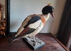Taxidermie Opgezette Bergeend/Eend/Vogel, Ophalen of Verzenden
