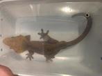Wimpergekko man, Dieren en Toebehoren, Hagedis