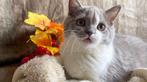 Met stamboom: 2 Britse Korthaar kittens, Dieren en Toebehoren, Katten en Kittens | Raskatten | Korthaar, Poes, Gechipt, 0 tot 2 jaar