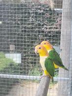Gezocht Prrhuras alle kleuren en roestkop caique voor export, Dieren en Toebehoren, Vogels | Parkieten en Papegaaien, Meerdere dieren