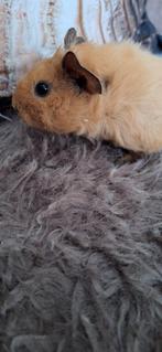 Super mooi koppeltje Teddy cavia's, Dieren en Toebehoren, Cavia, Mannelijk, Januari, Tam