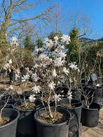 Magnolia “stellata” “Henry Kern” “Suzan”, Ophalen, Zomer, Overige soorten, Volle zon