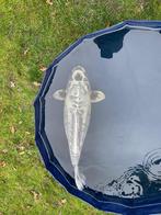 Japanse Kikokuryu koi, Karper of Koi