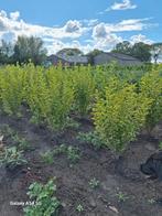 Ligustrum ovalifolium aureum, bonte liguster tot 100 cm, Ophalen of Verzenden