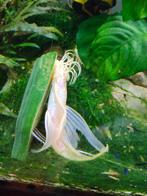 Ancistrus gold longfin, Vis, Zoetwatervis