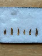 Lot 6 plesiosaurus tanden uit Marokko, Verzamelen, Mineralen en Fossielen, Ophalen of Verzenden, Fossiel