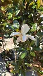 Magnolia Grandi flora little jenn grote planten stunt  29,95, Vaste plant, Halfschaduw, Zomer, Ophalen