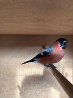 Noordse goudvinkman, Mannelijk, Wildzangvogel