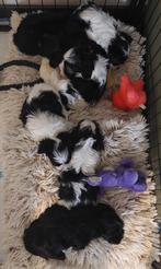 7 driekleur boomer pups (Malthezer x Biewer) verharen niet, Dieren en Toebehoren, Particulier, Meerdere, 8 tot 15 weken, Meerdere dieren