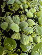 Kikkerbeet, aquariumplanten,guppy's,vissen,vijver, Dieren en Toebehoren, Vissen | Aquaria en Toebehoren, Ophalen of Verzenden