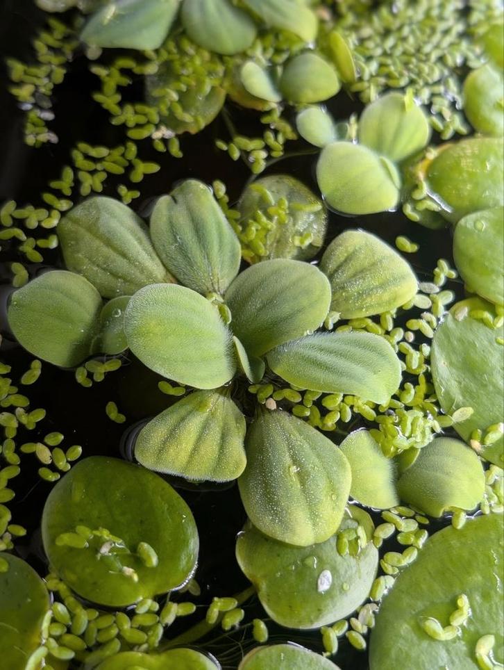 Kikkerbeet, aquariumplanten,guppy's,vissen,vijver, Dieren en Toebehoren, Vissen | Aquaria en Toebehoren, Nieuw, Plant(en), Steen of Hout
