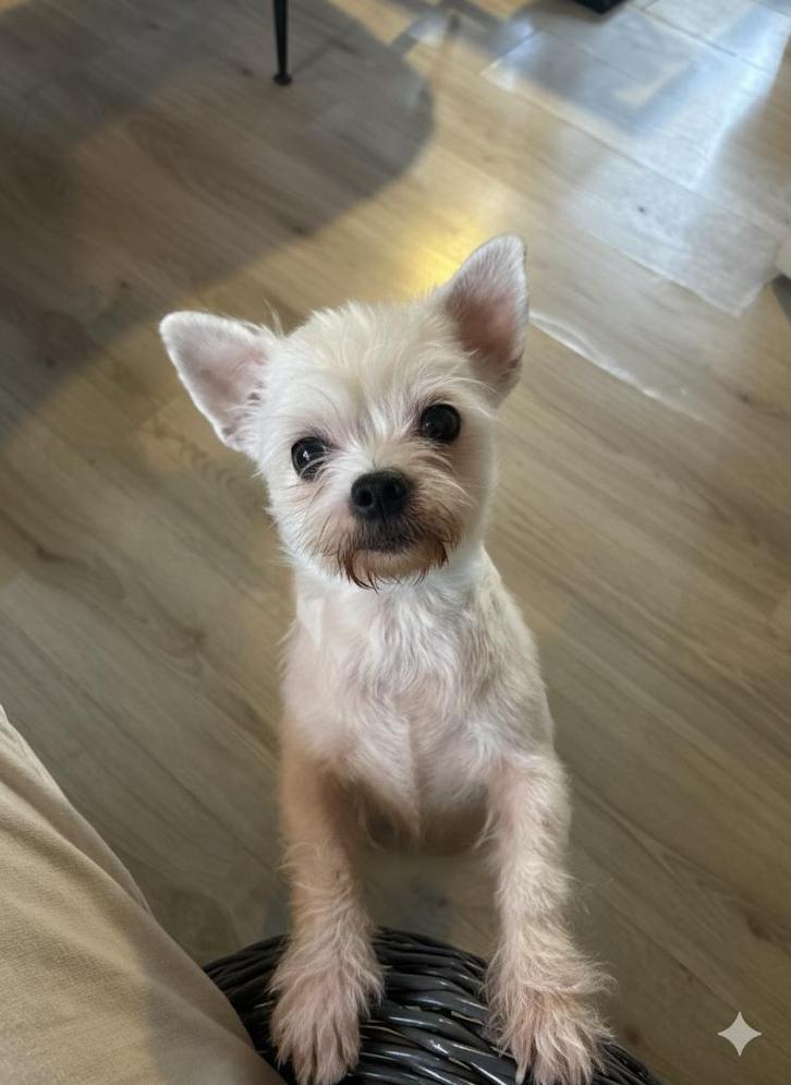 Chihuahua x shih tzu, Dieren en Toebehoren, Honden | Chihuahua's en Gezelschapshonden, Teef, Chihuahua, Particulier, Eén hond