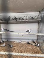 Bonte diamant duiven, Meerdere dieren, Overige soorten