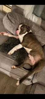 Gouden maand gezocht!, Dieren en Toebehoren, Honden | Niet-rashonden, CDV (hondenziekte), 1 tot 2 jaar, Teef, Groot