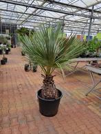 Brahea armata palmbomen / palmen, Tuin en Terras, Planten | Tuinplanten, Halfschaduw, Vaste plant, Ophalen of Verzenden, Overige soorten