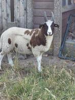 4 hoornige Jacobschaap ramlammeren, Dieren en Toebehoren, Mannelijk, Schaap