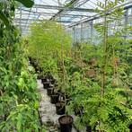 Honingbomen | Styphonolobium japonicum 3 voor 40 euro, Ophalen, Zomer, Volle zon
