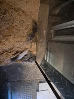 Voermuizen, Dieren en Toebehoren, Ophalen