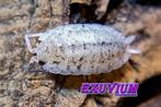 Porcellio scaber ‘Dalmatian’ isopods pissebedden SALE OP=OP, Overige soorten