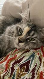 Maine coon, Poes, Gechipt, 0 tot 2 jaar