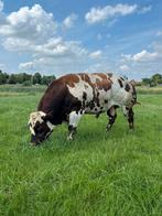Dekstier, Dieren en Toebehoren, Runderen, Mannelijk, 3 tot 6 jaar