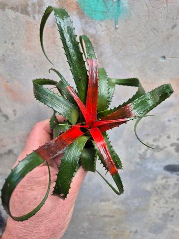 Neoregelia Pendula (3) beschikbaar voor biedingen