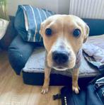 ZACKY Zoekt Zijn Gouden Mandje! ️, Dieren en Toebehoren, Particulier, Rabiës (hondsdolheid), Reu, 1 tot 2 jaar