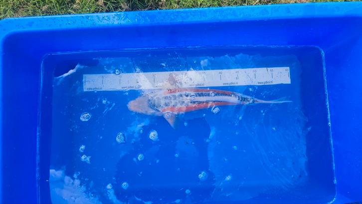 2x Japanse Doitsu Shusui [ZEER MOOI], Dieren en Toebehoren, Vissen | Vijvervissen, Karper of Koi