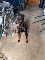 Dobberman reu aangeboden, Dieren en Toebehoren, Augustus, Mannelijk