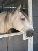 Lieve Andalusiër ruin te koop!, Dieren en Toebehoren, Paarden, Gechipt, Minder dan 160 cm, Ruin, Dressuurpaard