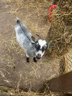 Dwergeit CAE/Cl vrij, Vrouwelijk, Geit