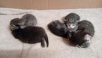 Kittens, Dieren en Toebehoren